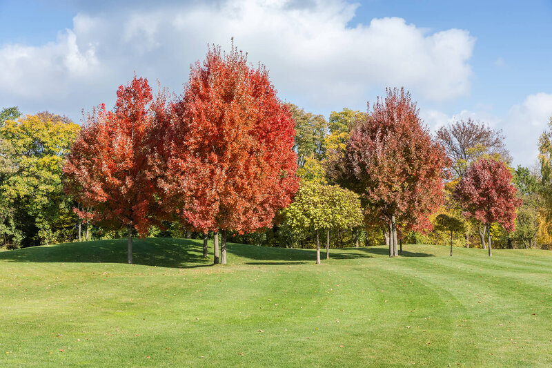 Acer truncatum 'Pacific Sunset'
