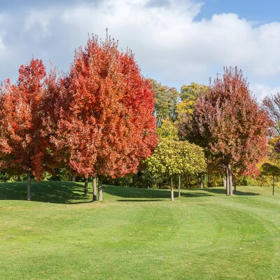 Acer truncatum 'Pacific Sunset'