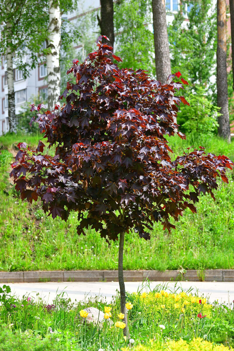 Acer platanoides 'Royal Red'
