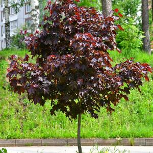 Acer platanoides 'Royal Red'
