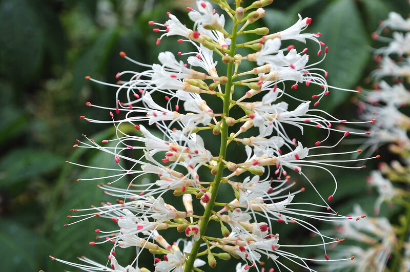 Aesculus parviflora
