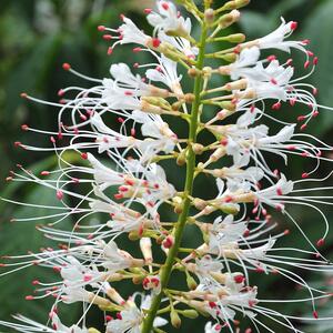 Aesculus parviflora