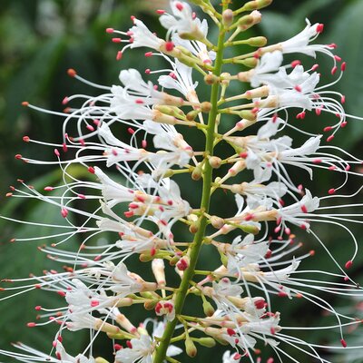 Aesculus parviflora