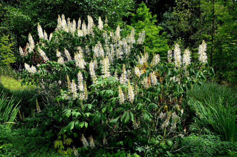 Aesculus parviflora
