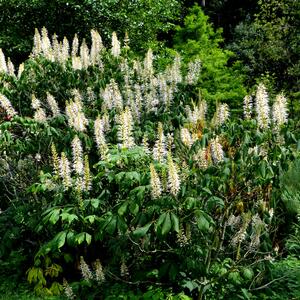Aesculus parviflora