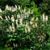 Aesculus parviflora