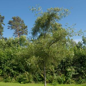 Alnus glutinosa 'Imperialis'