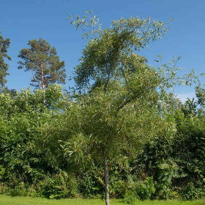 Alnus glutinosa 'Imperialis'