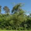 Alnus glutinosa 'Imperialis'