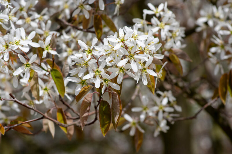 Amelanchier lamarckii