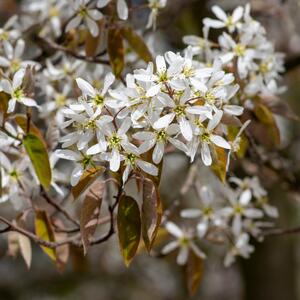 Amelanchier lamarckii