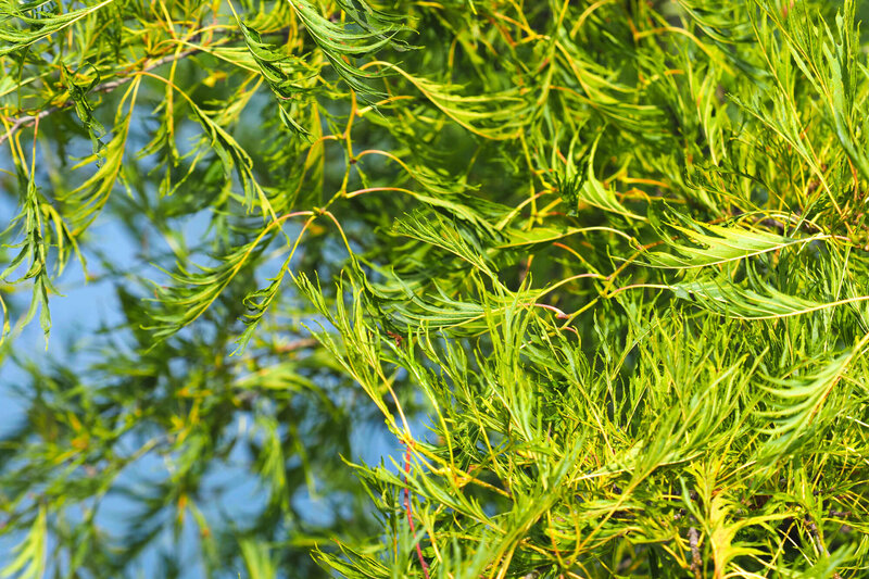 Alnus glutinosa 'Imperialis'