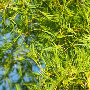 Alnus glutinosa 'Imperialis'