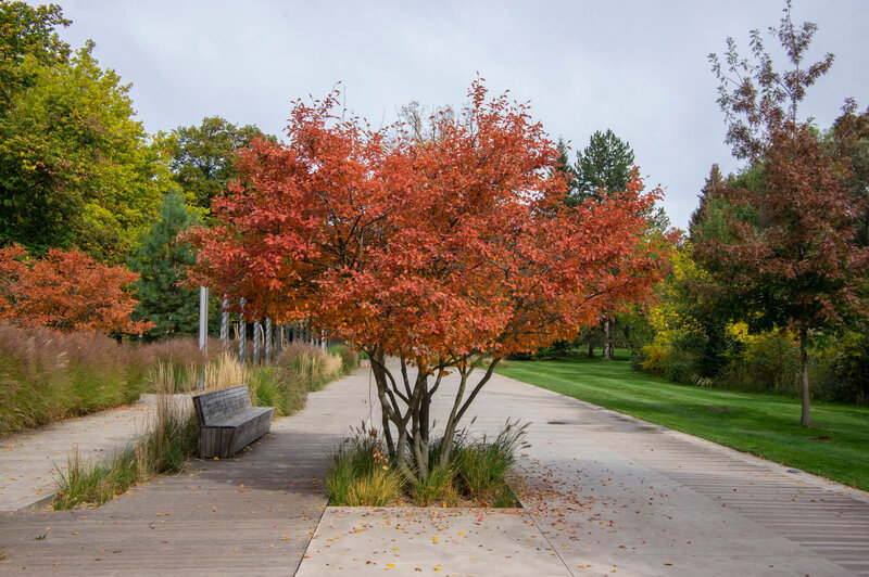 Amelanchier lamarckii