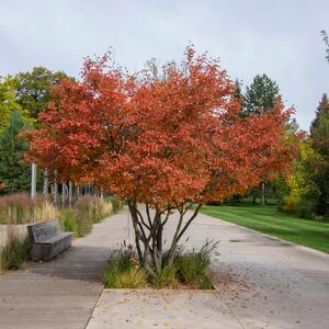 Amelanchier lamarckii