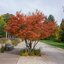 Amelanchier lamarckii
