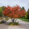 Amelanchier lamarckii
