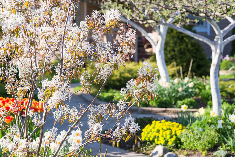 Amelanchier lamarckii
