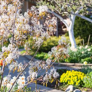 Amelanchier lamarckii