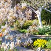 Amelanchier lamarckii