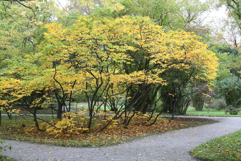 Aesculus parviflora