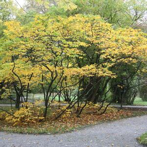 Aesculus parviflora
