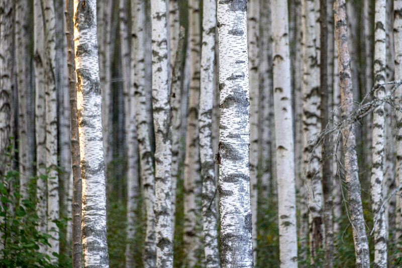 Betula pendula