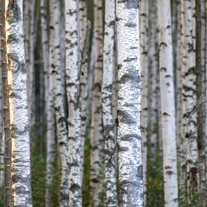 Betula pendula
