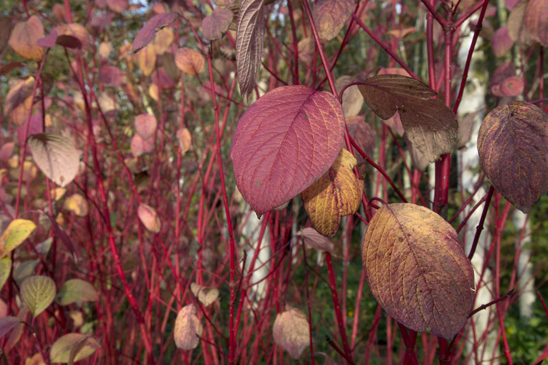 Betula utilis