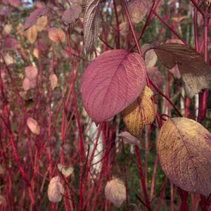Betula utilis