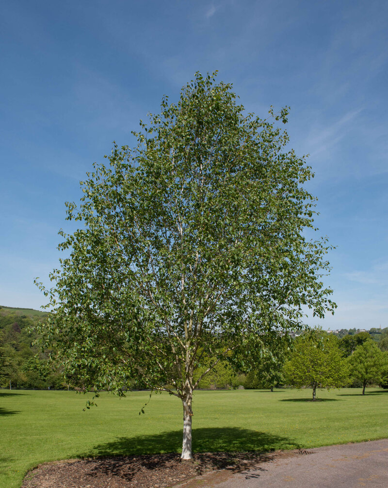 Betula utilis