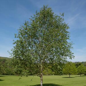 Betula utilis