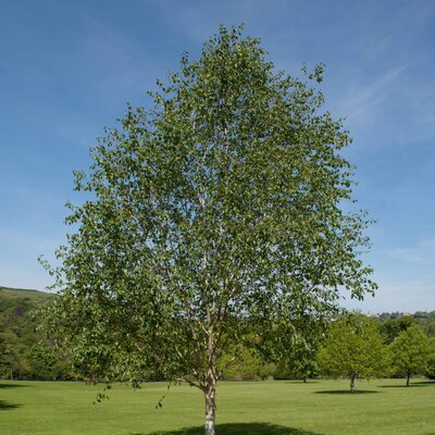 Betula utilis