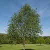 Betula utilis