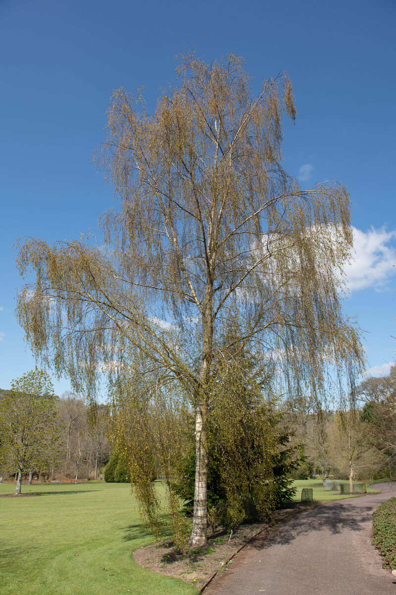 Hängebirke | STARKL
