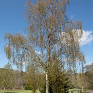 Betula pendula