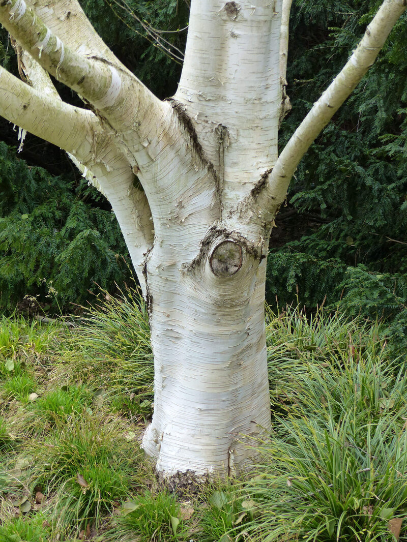 Betula utilis
