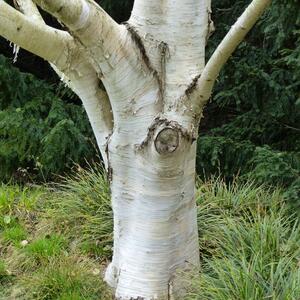 Betula utilis