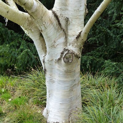 Betula utilis