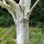 Betula utilis