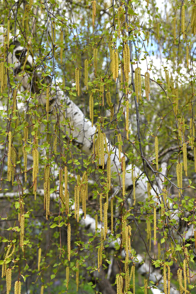 Betula pendula