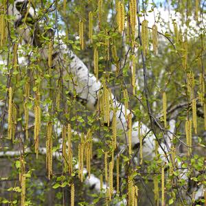 Betula pendula