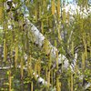Betula pendula