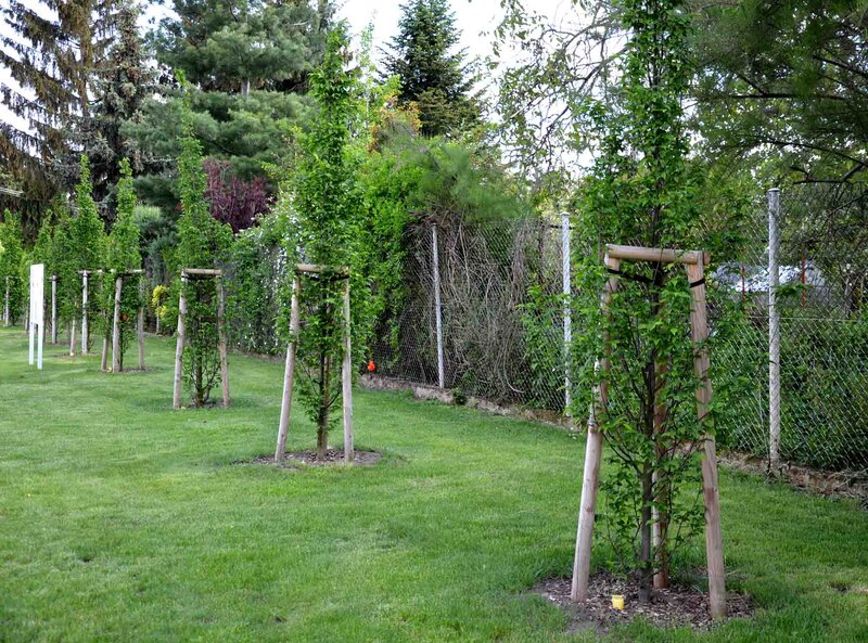  Carpinus betulus 'Frans Fontaine'