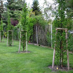  Carpinus betulus 'Frans Fontaine'