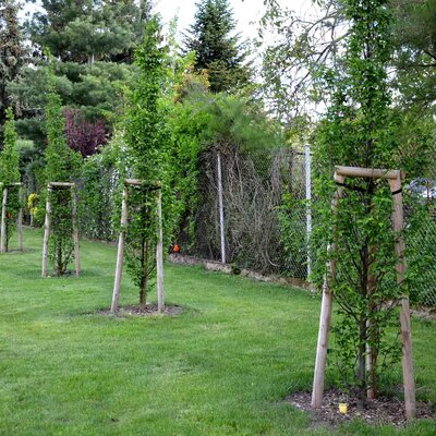  Carpinus betulus 'Frans Fontaine'