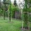 Carpinus betulus 'Frans Fontaine'