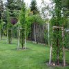  Carpinus betulus 'Frans Fontaine'