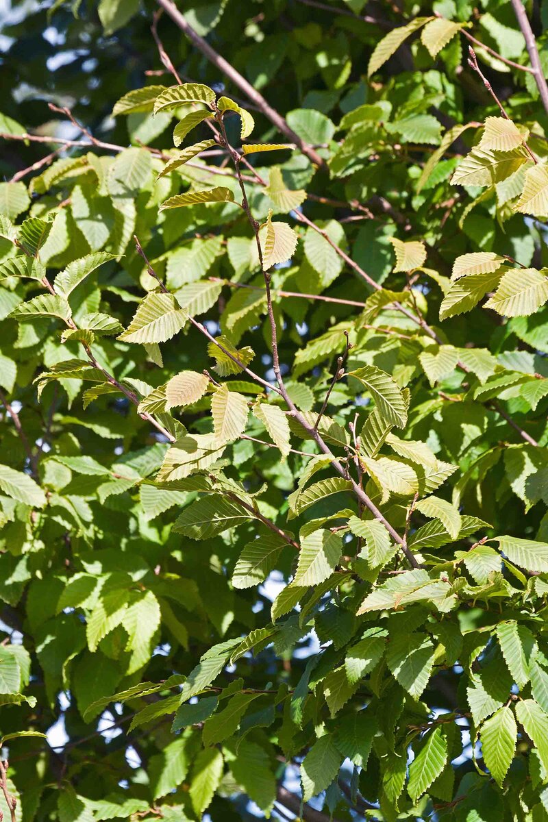  Carpinus betulus 'Frans Fontaine'