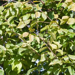 Carpinus betulus 'Frans Fontaine'
